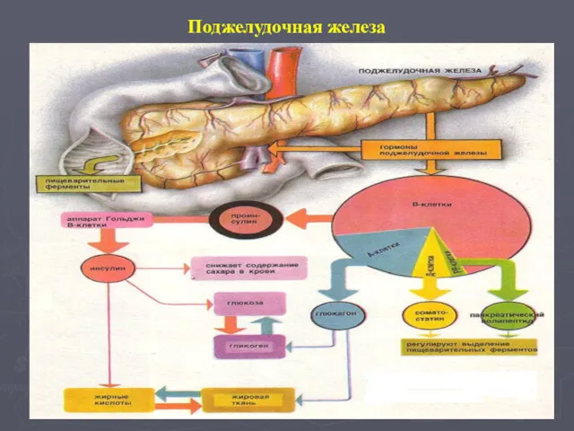 Поджелудочная железа