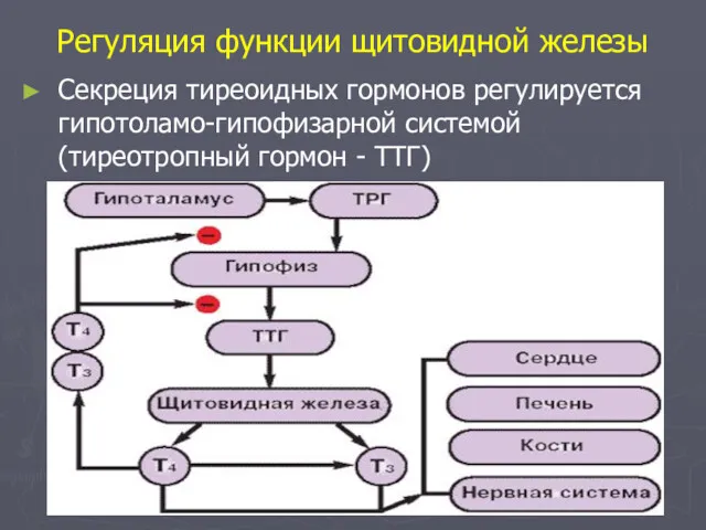 Регуляция функции щитовидной железы Секреция тиреоидных гормонов регулируется гипотоламо-гипофизарной системой (тиреотропный гормон - ТТГ)