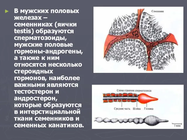 В мужских половых железах –семенниках (яички testis) образуются сперматозоиды, мужские