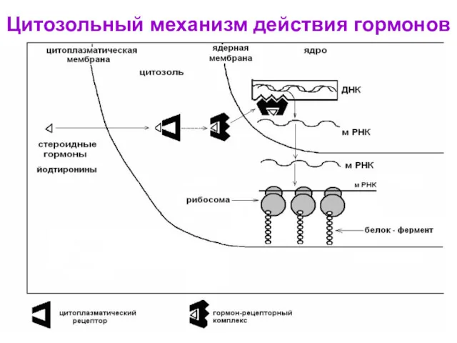 Цитозольный механизм действия гормонов