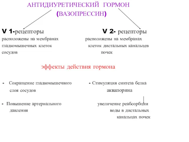 АНТИДИУРЕТИЧЕСКИЙ ГОРМОН (ВАЗОПРЕССИН) V 1-рецепторы V 2- рецепторы расположены на