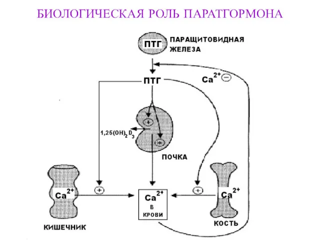 БИОЛОГИЧЕСКАЯ РОЛЬ ПАРАТГОРМОНА