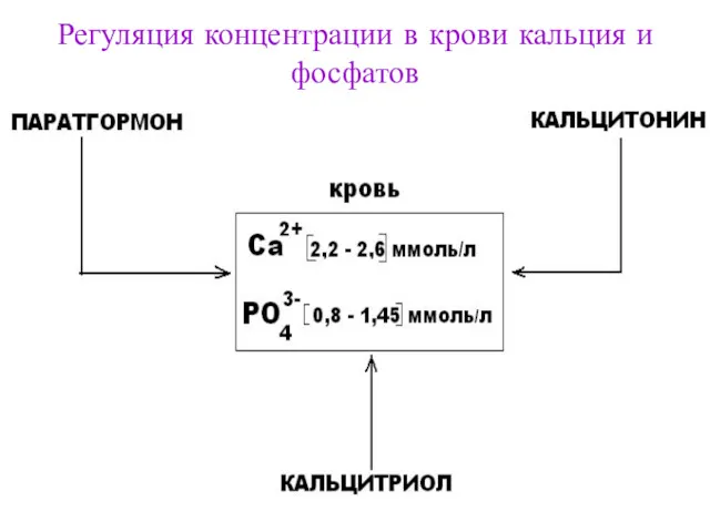 Регуляция концентрации в крови кальция и фосфатов