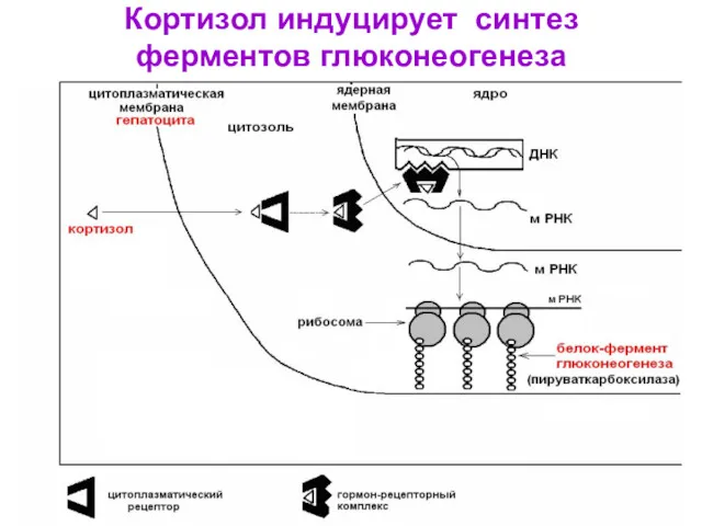 Кортизол индуцирует синтез ферментов глюконеогенеза