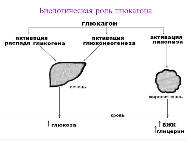 Биологическая роль глюкагона