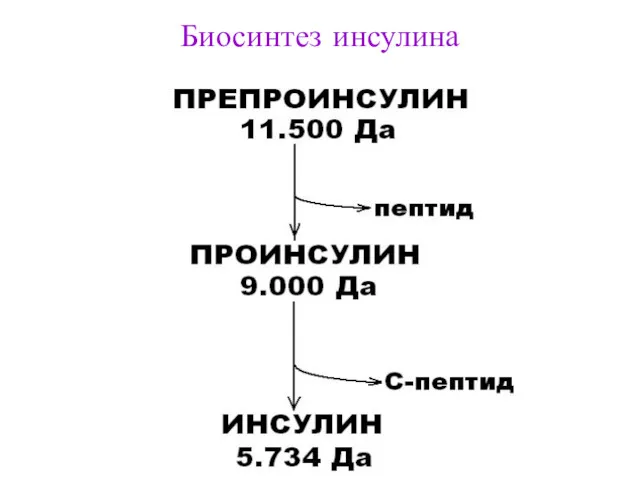 Биосинтез инсулина