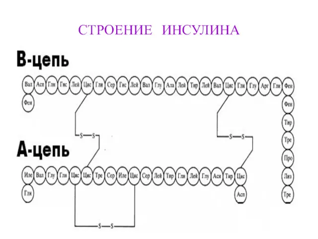 СТРОЕНИЕ ИНСУЛИНА