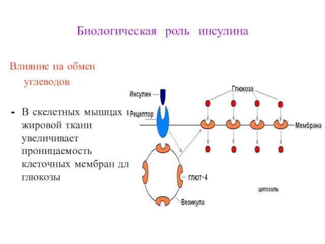 Биологическая роль инсулина Влияние на обмен углеводов В скелетных мышцах