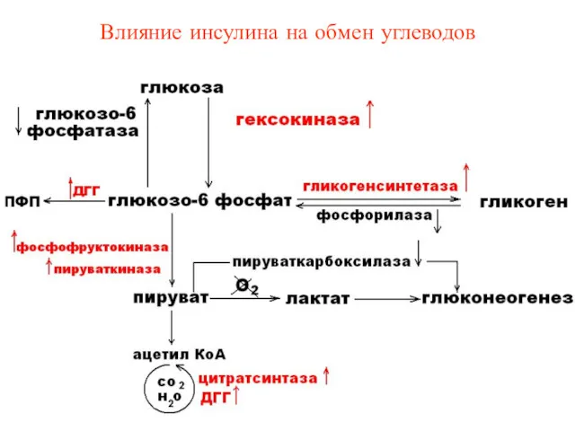 Влияние инсулина на обмен углеводов