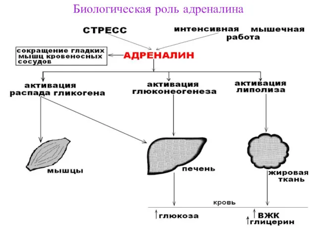 Биологическая роль адреналина