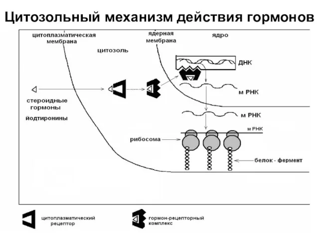 Цитозольный механизм действия гормонов