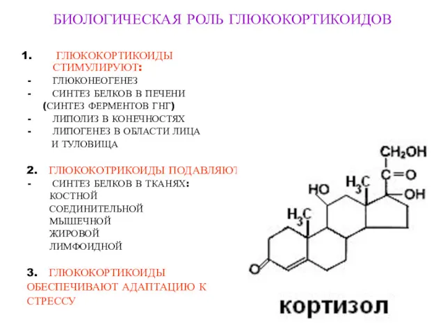 БИОЛОГИЧЕСКАЯ РОЛЬ ГЛЮКОКОРТИКОИДОВ ГЛЮКОКОРТИКОИДЫ СТИМУЛИРУЮТ: ГЛЮКОНЕОГЕНЕЗ СИНТЕЗ БЕЛКОВ В ПЕЧЕНИ