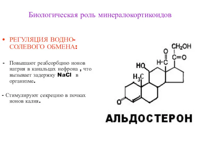 Биологическая роль минералокортикоидов РЕГУЛЯЦИЯ ВОДНО-СОЛЕВОГО ОБМЕНА: Повышают реабсорбцию ионов натрия