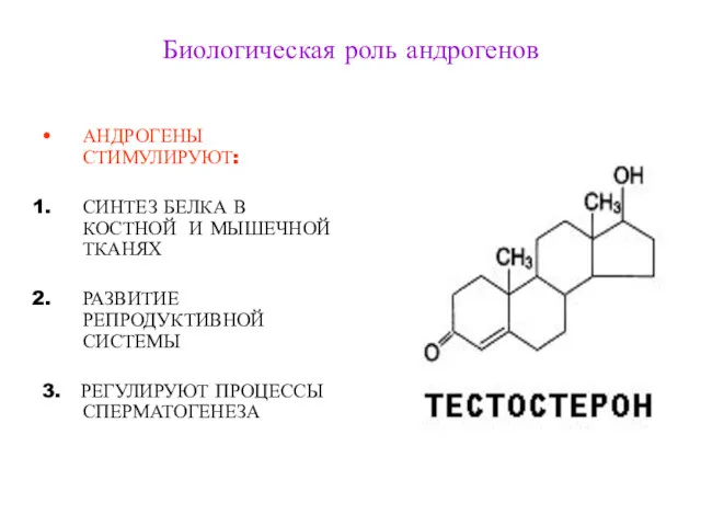 Биологическая роль андрогенов АНДРОГЕНЫ СТИМУЛИРУЮТ: СИНТЕЗ БЕЛКА В КОСТНОЙ И