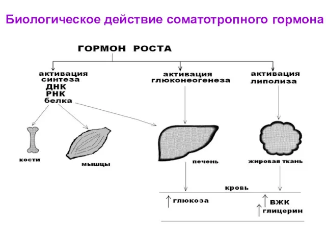 Биологическое действие соматотропного гормона