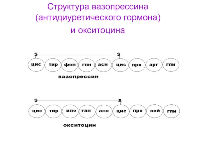 Структура вазопрессина (антидиуретического гормона) и окситоцина