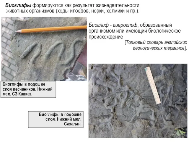 Биоглифы формируются как результат жизнедеятельности животных организмов (ходы илоедов, норки,