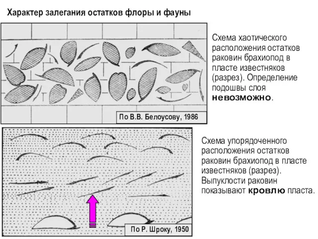 Схема хаотического расположения остатков раковин брахиопод в пласте известняков (разрез).