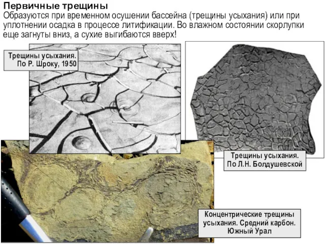 Первичные трещины Образуются при временном осушении бассейна (трещины усыхания) или