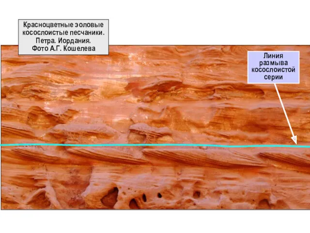 Красноцветные эоловые косослоистые песчаники. Петра. Иордания. Фото А.Г. Кошелева Линия размыва косослоистой серии