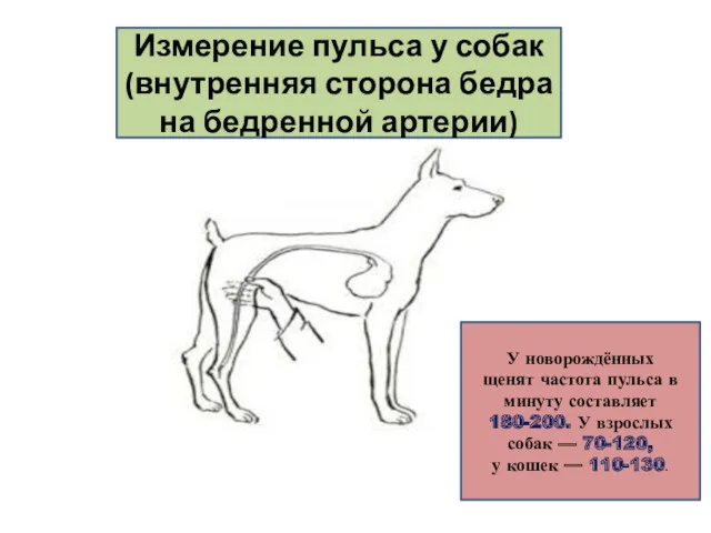 Измерение пульса у собак (внутренняя сторона бедра на бедренной артерии)