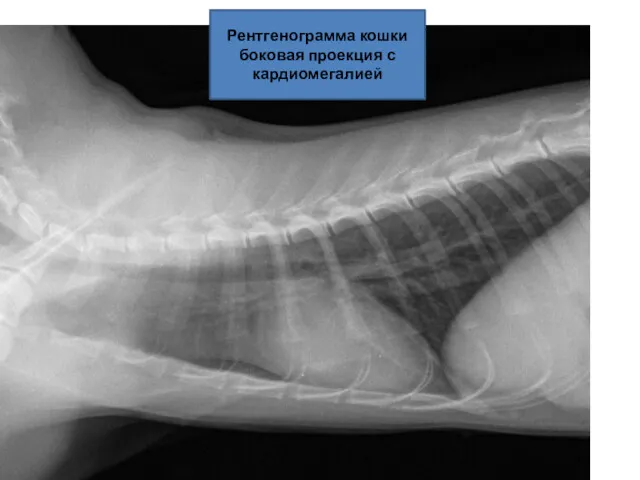 Рентгенограмма кошки боковая проекция с кардиомегалией