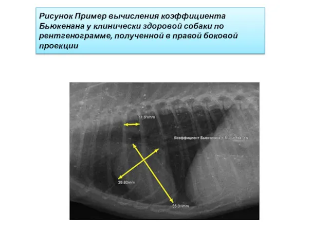 Рисунок Пример вычисления коэффициента Бьюкенана у клинически здоровой собаки по рентгенограмме, полученной в правой боковой проекции