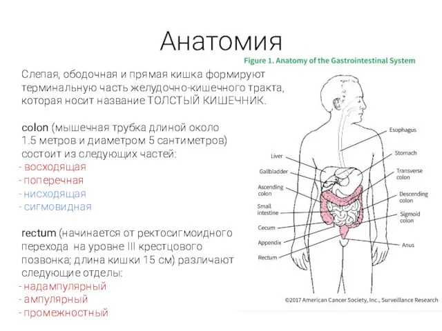 Анатомия Слепая, ободочная и прямая кишка формируют терминальную часть желудочно-кишечного