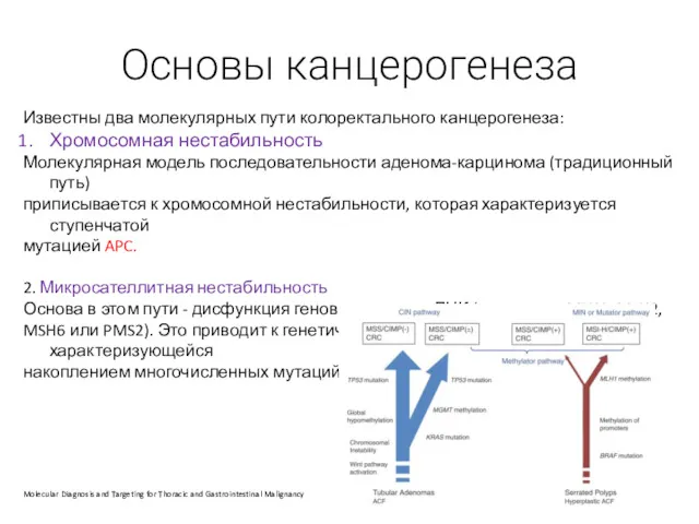 Основы канцерогенеза Известны два молекулярных пути колоректального канцерогенеза: Хромосомная нестабильность