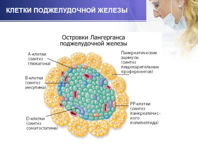 КЛЕТКИ ПОДЖЕЛУДОЧНОЙ ЖЕЛЕЗЫ