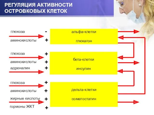 РЕГУЛЯЦИЯ АКТИВНОСТИ ОСТРОВКОВЫХ КЛЕТОК альфа-клетки глюкагон бета-клетки инсулин дельта-клетки соматостатин