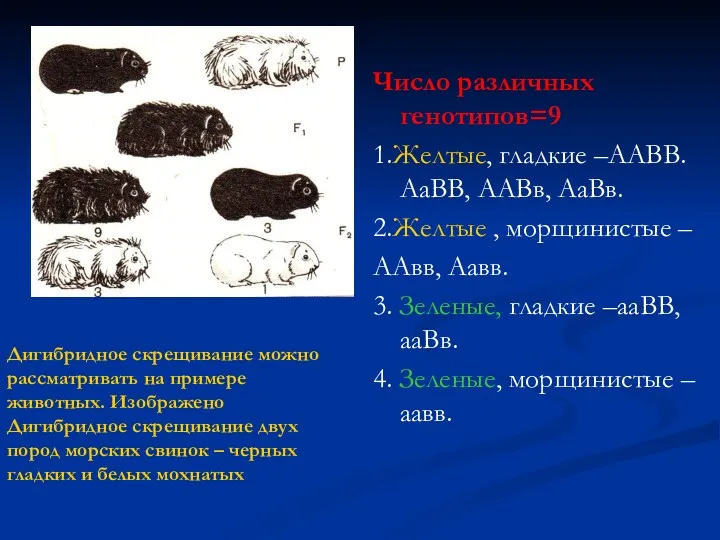 Число различных генотипов=9 1.Желтые, гладкие –ААВВ. АаВВ, ААВв, АаВв. 2.Желтые