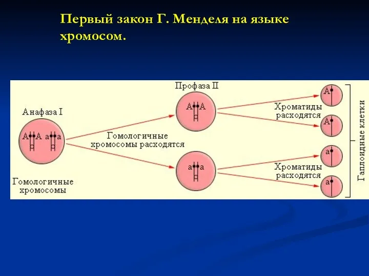 Первый закон Г. Менделя на языке хромосом.