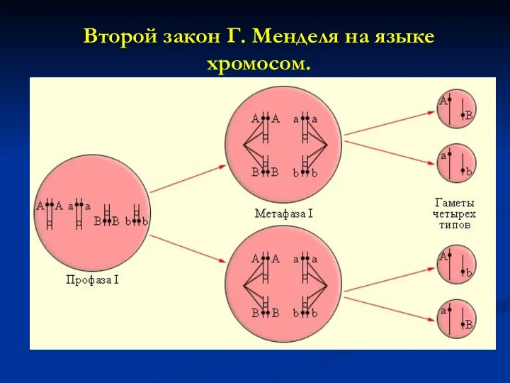 Второй закон Г. Менделя на языке хромосом.