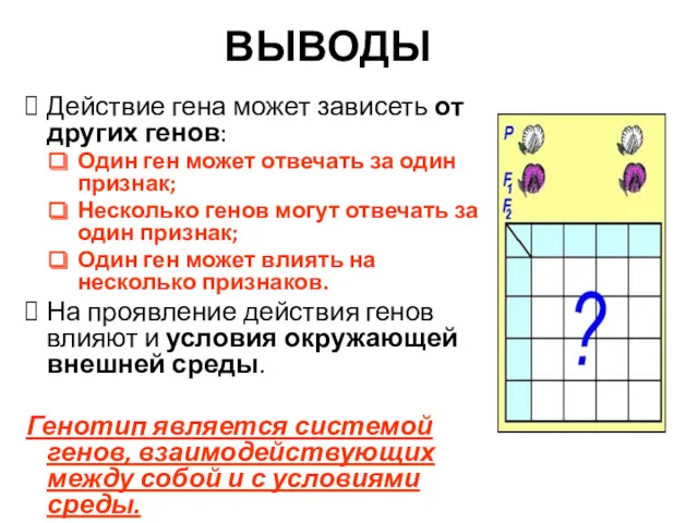 ВЫВОДЫ Действие гена может зависеть от других генов: Один ген