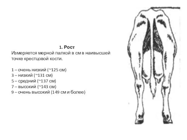 1. Рост Измеряется мерной палкой в см в наивысшей точке