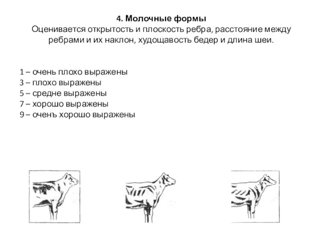 4. Молочные формы Оценивается открытость и плоскость ребра, расстояние между