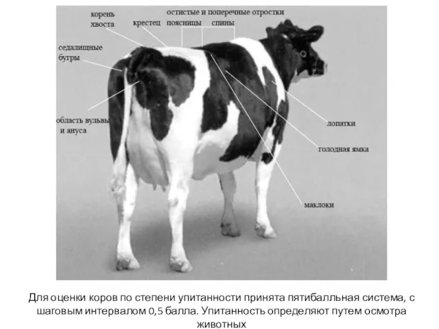 Для оценки коров по степени упитанности принята пятибалльная система, с