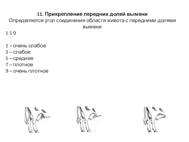 11. Прикрепление передних долей вымени Определяется угол соединения области живота