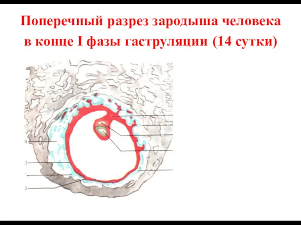 Поперечный разрез зародыша человека в конце I фазы гаструляции (14 сутки)