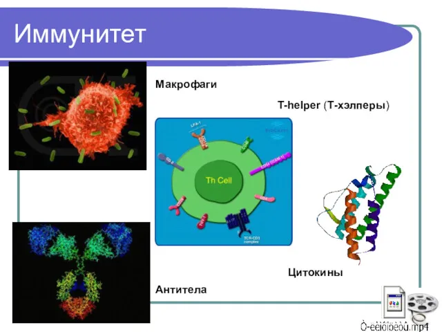 Иммунитет Макрофаги T-helper (Т-хэлперы) Антитела Цитокины