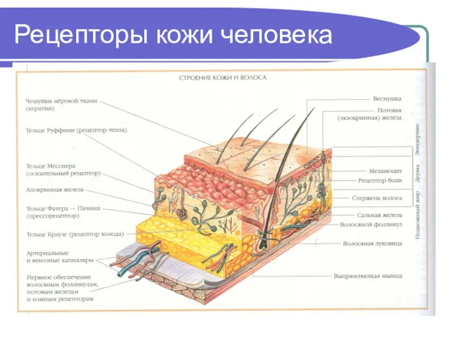 Рецепторы кожи человека