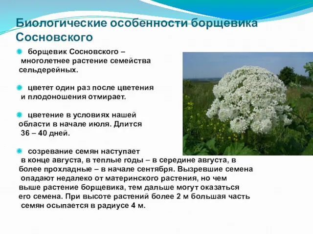 Биологические особенности борщевика Сосновского борщевик Сосновского – многолетнее растение семейства сельдерейных. цветет один
