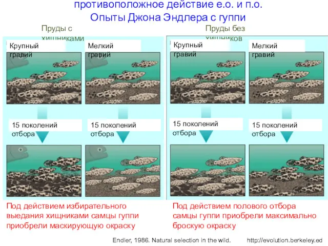 противоположное действие е.о. и п.о. Опыты Джона Эндлера с гуппи