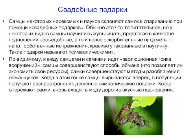 Свадебные подарки Самцы некоторых насекомых и пауков склоняют самок к