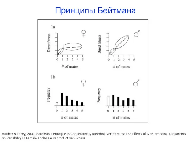 Принципы Бейтмана Hauber & Lacey, 2005. Bateman's Principle in Cooperatively