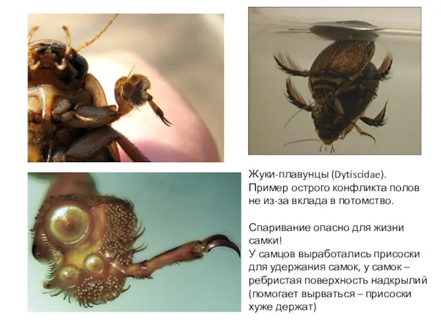 Жуки-плавунцы (Dytiscidae). Пример острого конфликта полов не из-за вклада в