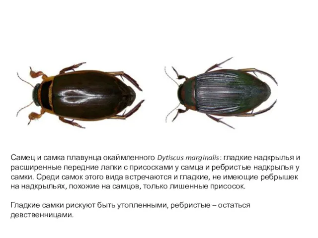 Самец и самка плавунца окаймленного Dytiscus marginalis: гладкие надкрылья и