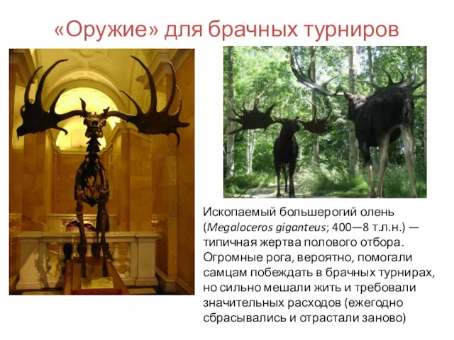 «Оружие» для брачных турниров Ископаемый большерогий олень (Megaloceros giganteus; 400—8