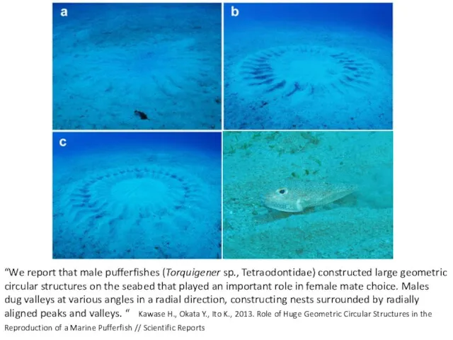 “We report that male pufferfishes (Torquigener sp., Tetraodontidae) constructed large